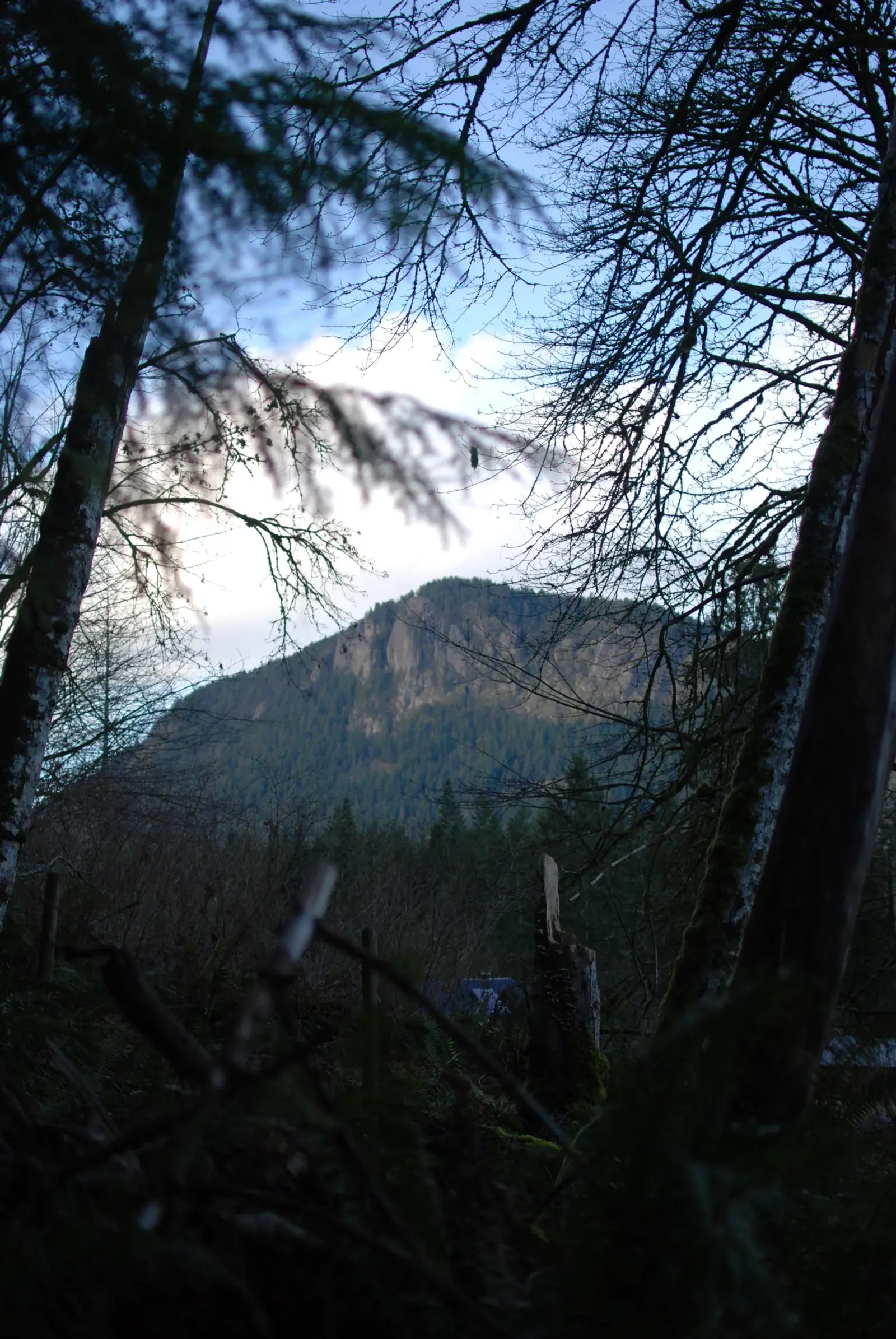 Mount Bruce rising above the forest that surrounds the brewery